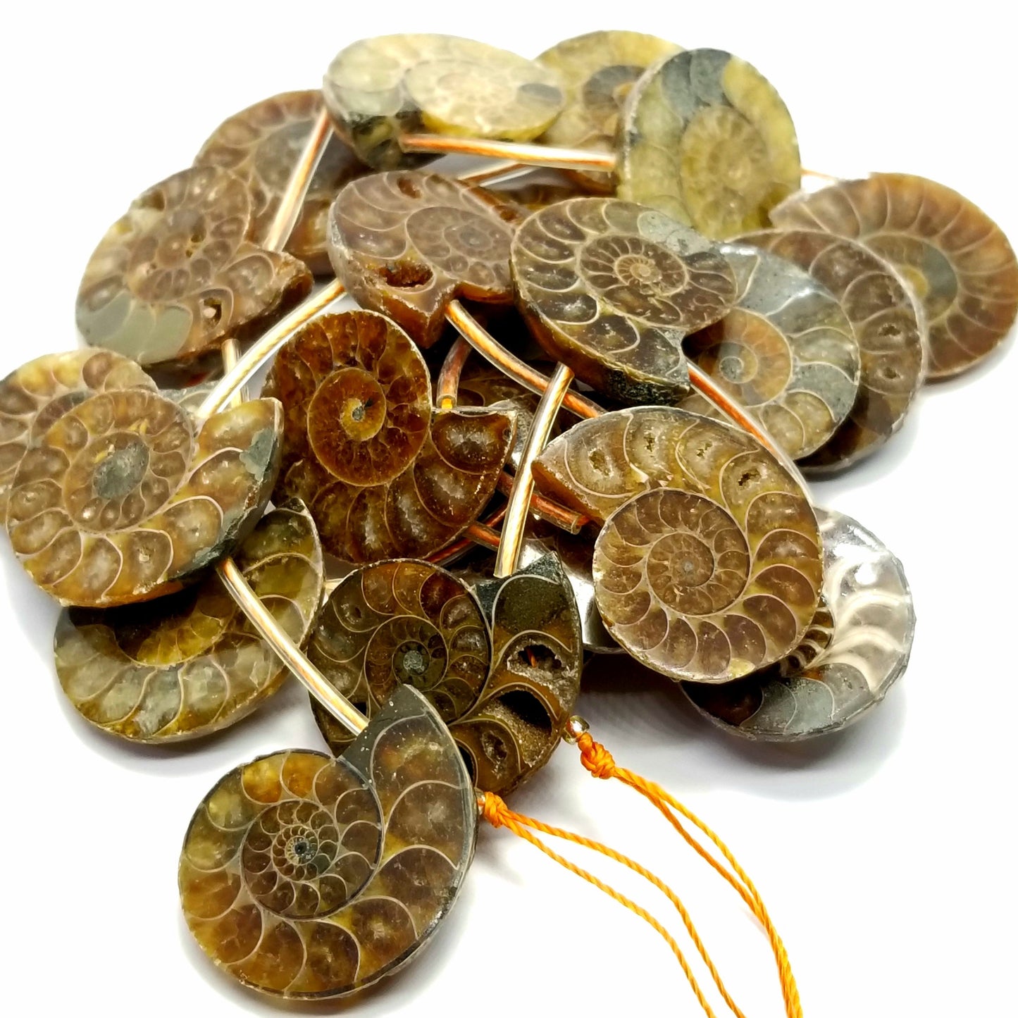 Ammonite Fossil Slices (Free Form)(16"Strand)