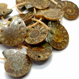 Ammonite Fossil Slices (Free Form)(16"Strand)