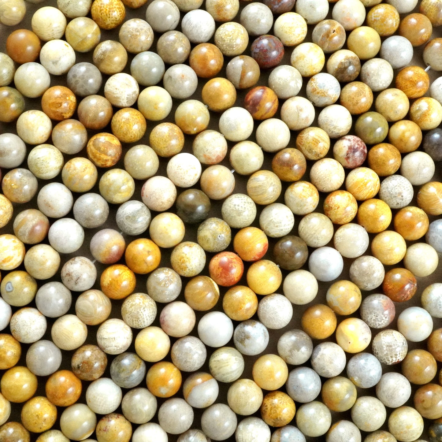 Fossil Coral (Round)(Smooth)(6mm)(8mm)(10mm)(12mm)(16"Strand)