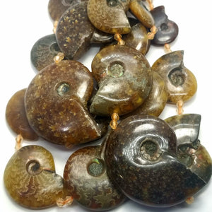 Ammonite Fossil Beads (Free Form)(15"Strand)
