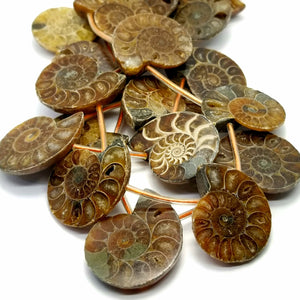 Ammonite Fossil Slices (Free Form)(16"Strand)